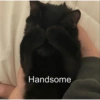 CatscatacatsDIECI 23