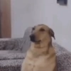 Dogs | cachorros 🐕 6