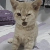 Cat meme funny 7