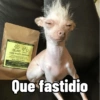Cosas de Perritos 2🤎🐶✨ 7
