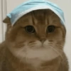 🧿Gatos 🐈🐱 27