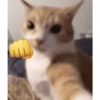 Kucing gemas 15