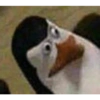 Pinguim  11