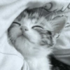 Gatinhos 12