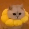 🧿Gatos 🐈🐱 25