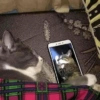 Gatos 18