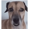Reação de pet 13