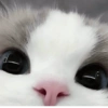 ➳ gato ⊱😽⊱╮
bit.ly/angels-69 11