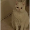 CatscatacatsDIECI 30