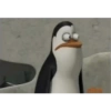 Pinguim  28