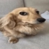 Random vol.14 ≽ܫ≼ (animalitos) 10
