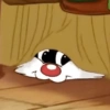 Mapache 10