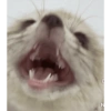Reação de pet 19
