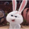 Bunny kelinci 14