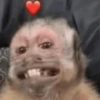 Macaquinhos memes 🤣🙈 17
