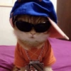 Cat cute  15