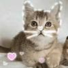🐾Gatitos Cute🐈💖 26