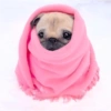 ANIMALITOS VARIADOS 🌸🐽 22