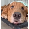 Reação de pet 8