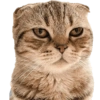 Kucing 17