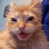 Gatinhos bizarramente fofos 9