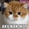 Tahun Baru versi Kucing 5