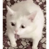 Cat meme funny 13