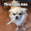 Cosas de Perritos 2🤎🐶✨ 14