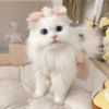 Gatitos🩷 8