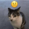 GATOS 🐱 7