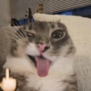 Rigby the Cat🐱🤪✨ 7
