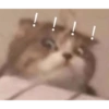 Random quby y cats 27