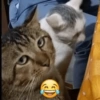 Kucing meme 13