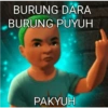 BURUNG DARA BURUNG PUYUH PAKYUH