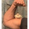 Patinho Fofo Reações 🦆 6