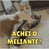 Gatinhos expressivos 9