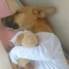 🐶Perritos para responder🐶 13