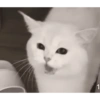 Reação de pet 5