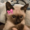 Gatinhos 14