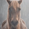 Random vol.14 ≽ܫ≼ (animalitos) 20