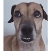 Reação de pet 9