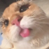 Gatinhos bizarramente fofos 7