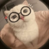 Gatitos🩷 14