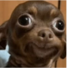 Reações animais  12