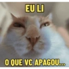 Gatinhos expressivos 7