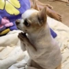 🐶Perritos para responder🐶 15