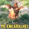 GALINHAS DEBOCHADAS 🐔 13