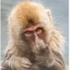 Monkey S 7