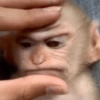 Monkey stickers 9
