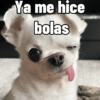 Cosas de Perritos 2🤎🐶✨ 11
